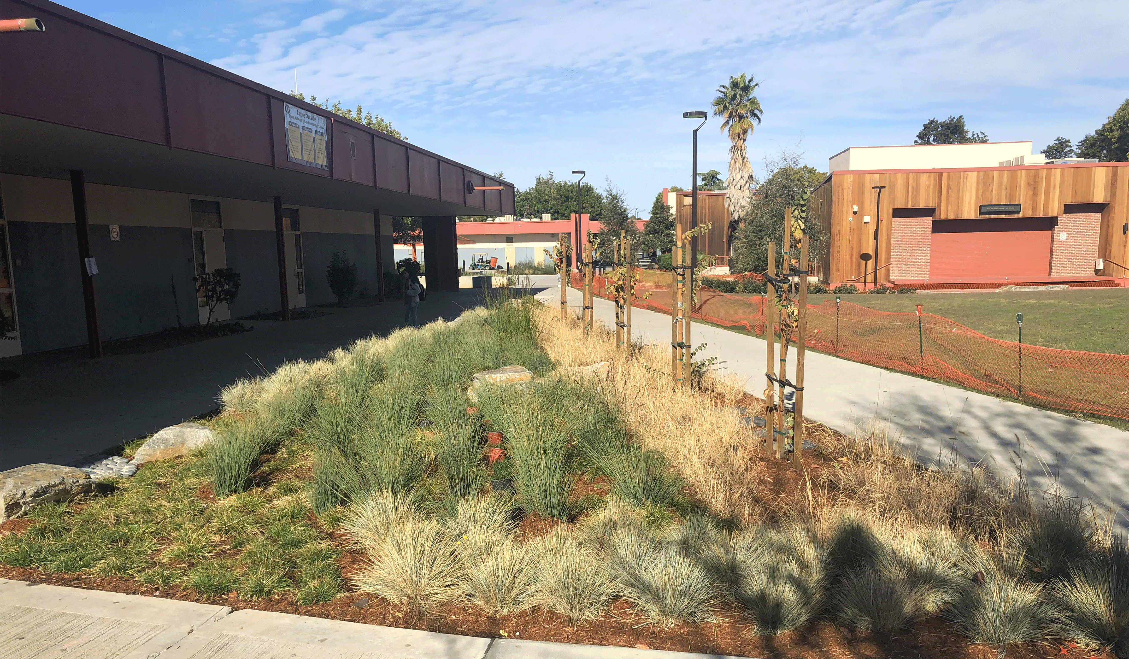 Celebrating the Trees